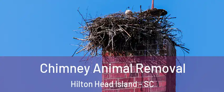Chimney Animal Removal Hilton Head Island - SC