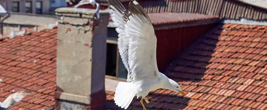 Residential Chimney Animal Removal Solution in Hilton Head Island, SC