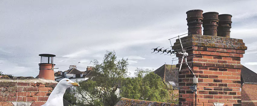 Chimney Cleaning And Restoration in Hilton Head Island, South Carolina
